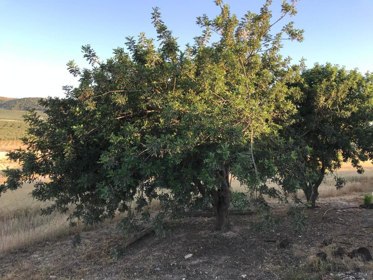 Cortijo Vista Alegre Βίλα Fuente de Piedra Εξωτερικό φωτογραφία